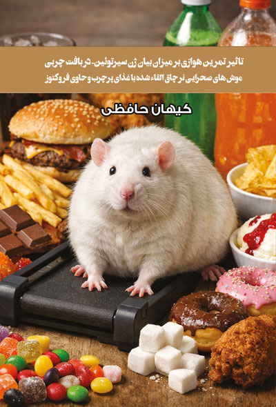 تاثیر تمرين هوازی بر میزان بیان ژن سیرتوئین- در بافت چربی موش های صحرايی نر چاق القاء شده با غذای پر